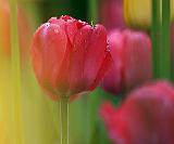 Tulips of Eastern Ontario